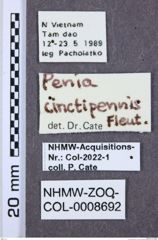 Etiketten zu Penia cinctipennis (NHMW-ZOO-COL-0008692)